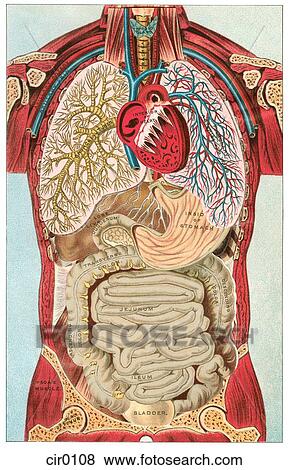 Stock Illustration - A vintage diagram of the different internal organ systems in the human body. Fotosearch