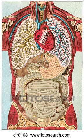 Stock Illustration of A vintage diagram of the different internal organ ...