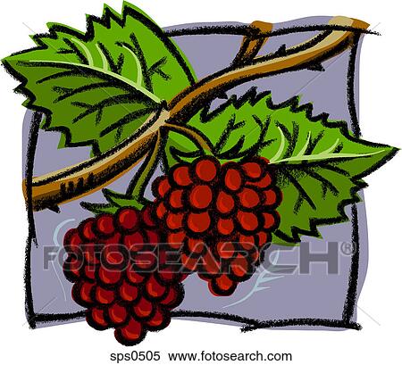 Stock Illustration - A drawing of fresh raspberries. Fotosearch
