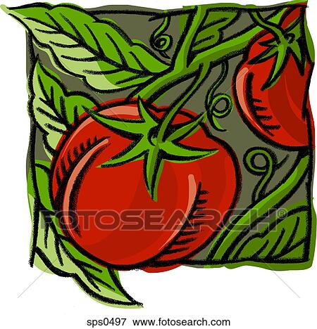 A picture of tomatoes on the vine View Large Illustration Stock Illustration - A picture of tomatoes on the vine. Fotosearch