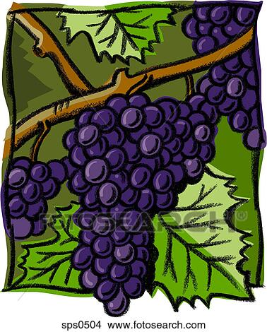 An illustration of grapes on the vine View Large Illustration Stock Illustration - An illustration of grapes on the vine. Fotosearch