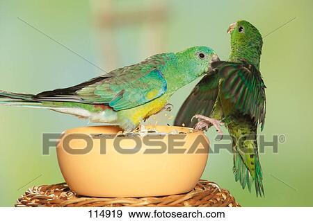 lineolated-parakeet-e-red-rumped-arquivo