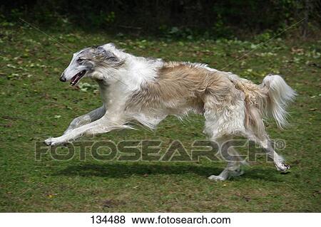 Pictures of Borzoi - running on meadow 134488 - Search ...