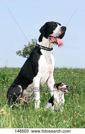 Stock Photo of Great Dane and Jack Russell Terrier - sitting on meadow ...