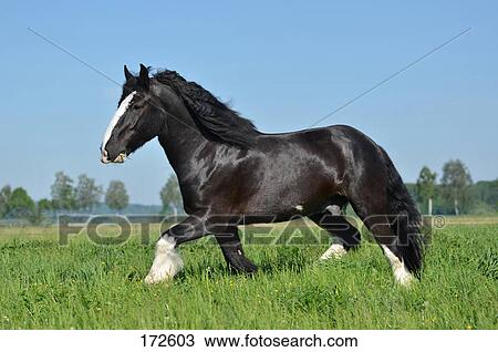 Stock Photo of Shire Horse. Pinto horse in a trot on a meadow 172603 ...