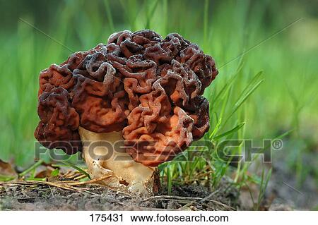 Stock Photography of False Morel, Brain Mushroom, Edible Gyromitra ...