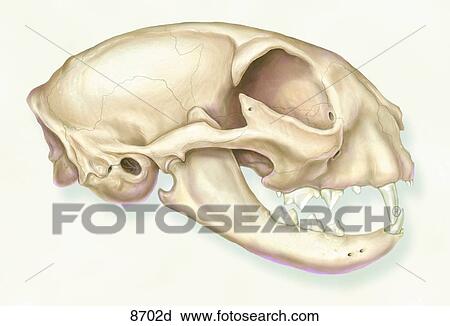 ネコ科 頭骨 横の視野 Unlabeled クリップアート 8702d Fotosearch