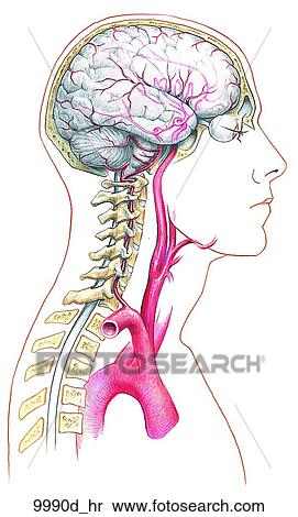 头和 脖子 内部 颈动脉 同时 椎骨 动脉 Unlabeled 失量图库 9990d Hr Fotosearch