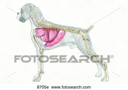 犬 呼吸システム Unlabeled クリップアート 8705e Fotosearch