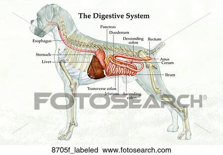 犬 消化器系統 Unlabeled クリップアート 8705f Labeled Fotosearch