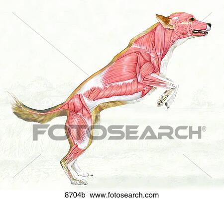 犬 筋肉 システム 横の視野 Unlabeled クリップアート 切り張り イラスト 絵画 集 8704b Fotosearch