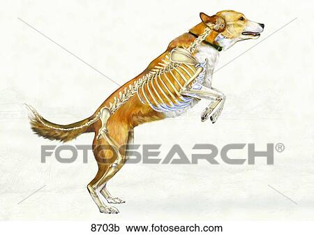 犬 骨胳的系统 横向的观点 Unlabeled 剪贴画 8703b Fotosearch
