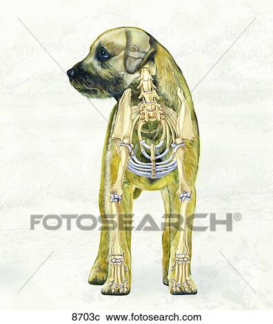 犬 骨骼 顱 看法 Unlabeled 剪圖clipart 8703c Fotosearch