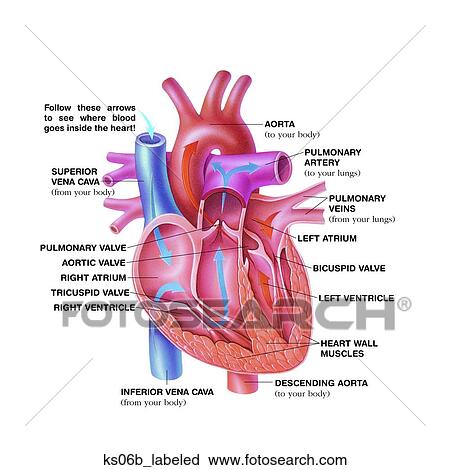 簡単にされている 心 Anatomy クリップアート Ks06b Labeled Fotosearch