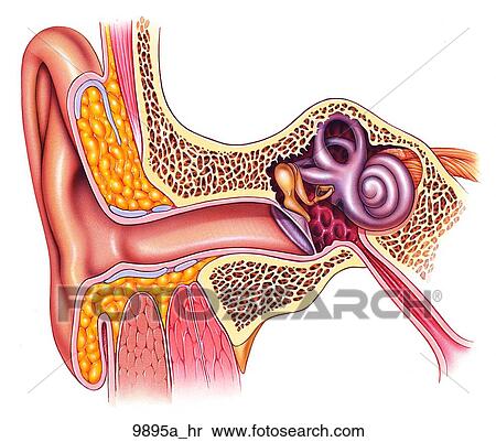 耳 外部である そして 内部 解剖学 Cross Section Unlabeled イラスト 95a Hr Fotosearch