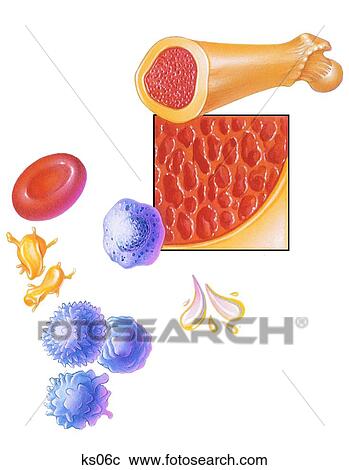 赤 血 細胞 血小板 白い 血細胞 骨髄 茎細胞 そして Plasma クリップアート 切り張り イラスト 絵画 集 Ks06c Fotosearch