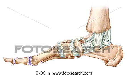 足首の接合箇所 靭帯 中間 Unlabeled イラスト 9793 N Fotosearch