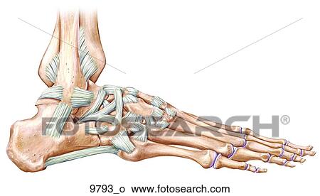 足首の接合箇所 靭帯 側面 Unlabeled イラスト 9793 O Fotosearch