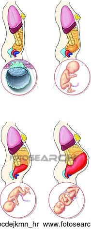 Stock Illustration of Trimester and Fetal Development Unlabeled ...