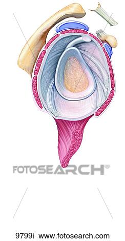 Acromioplasty Unlabeled View Large Illustration Drawing - Acromioplasty Unlabeled. Fotosearch