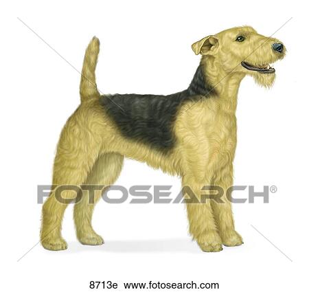 Airedale Terrier Unlabeled View Large Illustration Clip Art - Airedale Terrier Unlabeled. Fotosearch