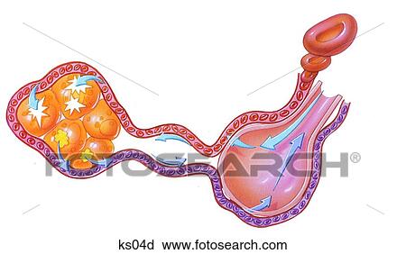 Alveoli and how they let oxygen pass through to blood in the vessels. View Large Illustration Clip Art - Alveoli and how they let oxygen pass through to blood in the vessels.. Fotosearch