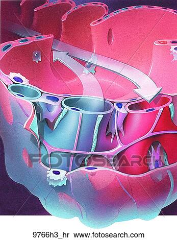 Alveolus (Cross-Section) Unlabeled View Large Illustration Stock Illustration - Alveolus (Cross-Section) Unlabeled. Fotosearch