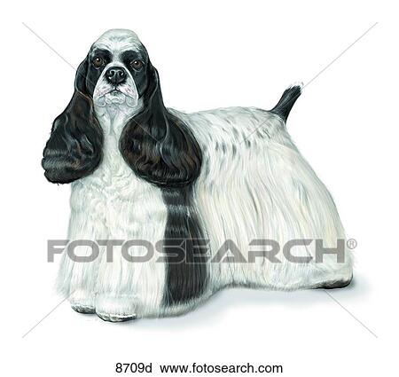 American Cocker Spaniel Unlabeled View Large Illustration Clip Art - American Cocker Spaniel Unlabeled. Fotosearch