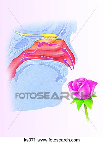 Clip Art - Anatomy of a sniff - shows the conchae.. Fotosearch