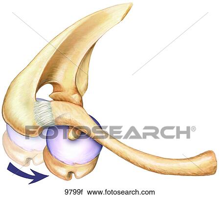 Anterior Dislocation of Humerus Unlabeled View Large Illustration Clip Art - Anterior Dislocation of Humerus Unlabeled. Fotosearch