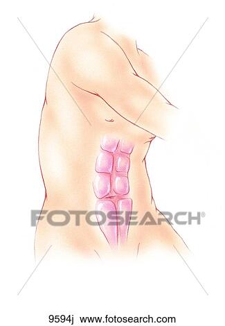 Anterior Torso Referred Pain: Recutus Abdominus Unlabeled View Large Illustration Drawing - Anterior Torso Referred Pain: Recutus Abdominus Unlabeled. Fotosearch