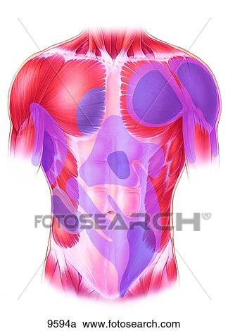 Clipart - Anterior Torso Trigger Points: Pectoralis and Serratus Major and Rectus Abdominus Unlabeled. Fotosearch