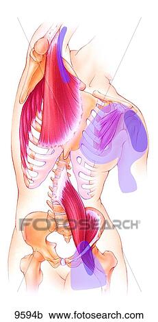 Anterior Torso Trigger Points Subclavius, Pectoralis Minor and Iliopsoas Unlabeled View Large Illustration Clipart - Anterior Torso Trigger Points Subclavius, Pectoralis Minor and Iliopsoas Unlabeled. Fotosearch