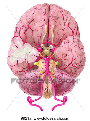 Arteries Of The Brain Base View Unlabeled Clipart 9921a