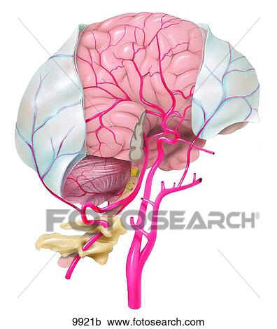 Clipart - Arteries of the Brain (Right Side View) Unlabeled. Fotosearch