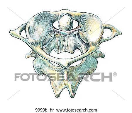 Atlantoaxial Joint Unlabeled View Large Illustration Stock Illustration - Atlantoaxial Joint Unlabeled. Fotosearch