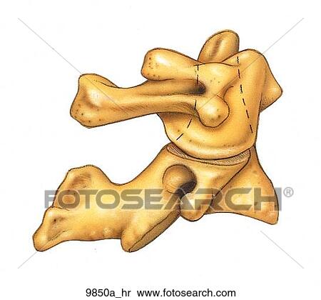 Stock Illustration - Atlas and Axis Articulated Right Lateral View Unlabeled. Fotosearch
