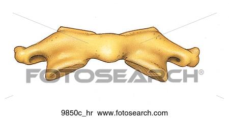 Stock Illustration - Atlas Disarticulated Right Anterior View Unlabeled. Fotosearch