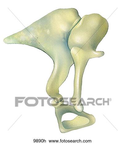 Drawing - Auditory Ossicles Unlabeled. Fotosearch