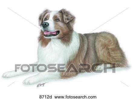 Clip Art - Australian Shepherd Unlabeled. Fotosearch