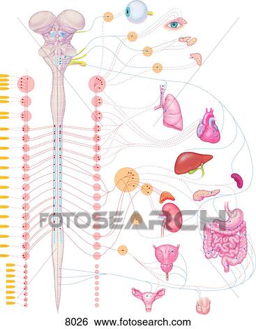 Autonomic 神経系 脊髄 そして 器官 Unlabeled イラスト 8026 Fotosearch
