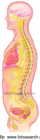 Autonomic Nervous System Spinal Nerves Unlabeled View Large Illustration Stock Illustration - Autonomic Nervous System Spinal Nerves Unlabeled. Fotosearch