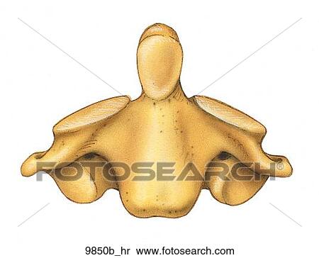 Stock Illustration - Axis Disarticulated Right Anterior View Unlabeled. Fotosearch