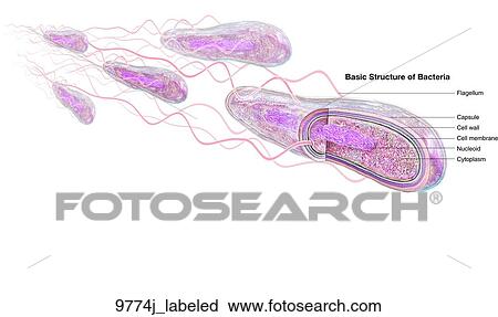 Basic Structure of Bacteria Labeled View Large Illustration Clip Art - Basic Structure of Bacteria Labeled. Fotosearch
