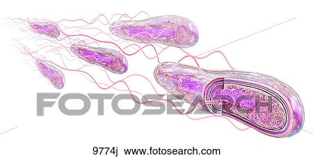 Basic Structure of Bacteria Unlabeled View Large Illustration Drawing - Basic Structure of Bacteria Unlabeled. Fotosearch