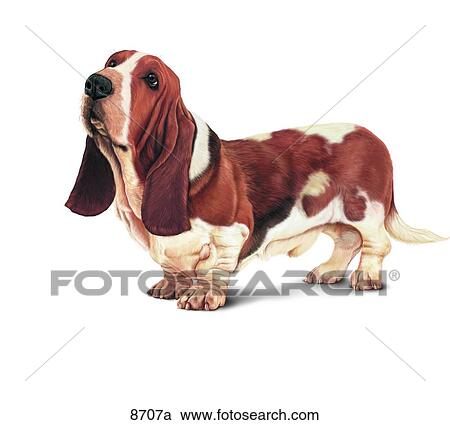 Basset Hound Unlabeled View Large Illustration Clipart - Basset Hound Unlabeled. Fotosearch