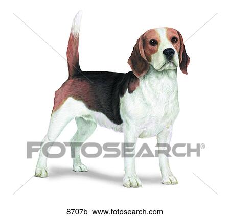 Beagle Unlabeled View Large Illustration Clipart - Beagle Unlabeled. Fotosearch