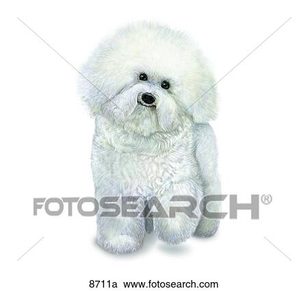 Bichon Frise Unlabeled View Large Illustration Clipart - Bichon Frise Unlabeled. Fotosearch