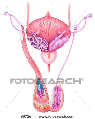 Bladder, Spermatic Cord, Prostate and Testis Unlabeled View Large Illustration Stock Illustration - Bladder, Spermatic Cord, Prostate and Testis Unlabeled. Fotosearch
