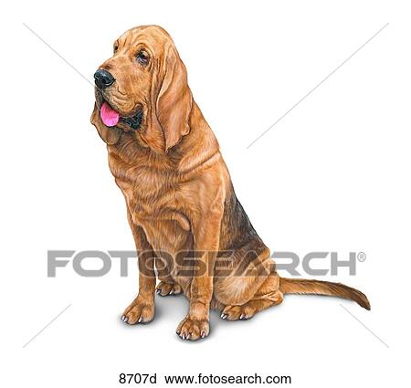 Bloodhound Unlabeled View Large Illustration Clip Art - Bloodhound Unlabeled. Fotosearch